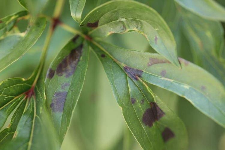 Les feuilles noircissent - Maladies foliaires des pivoines