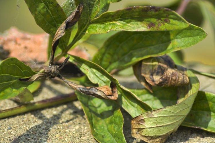 Ondulation des feuilles - Maladies des feuilles chez les pivoines