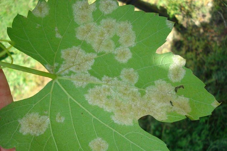 Floraison blanche sur les feuilles - Maladies des feuilles de raisin