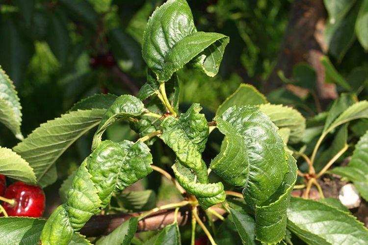 Feuilles frisées - Maladies des feuilles de cerisier