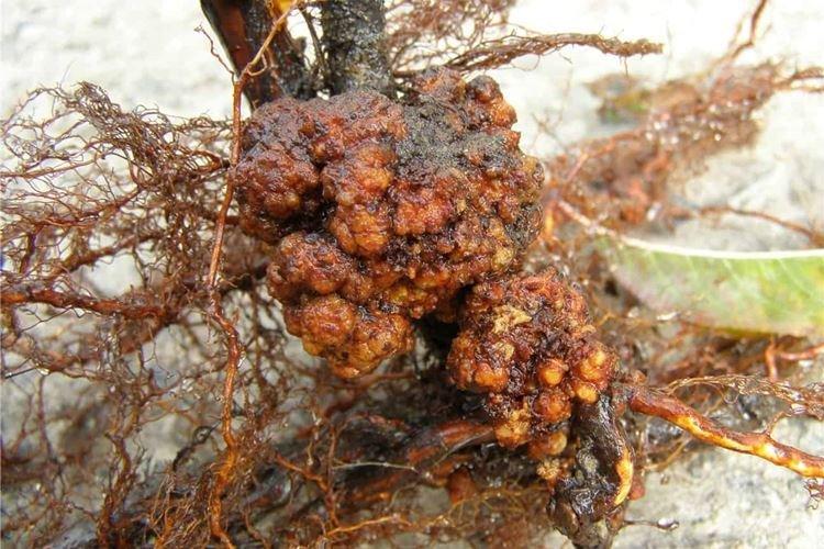 Cancer bactérien - Maladies de la framboise, description avec photos et traitement