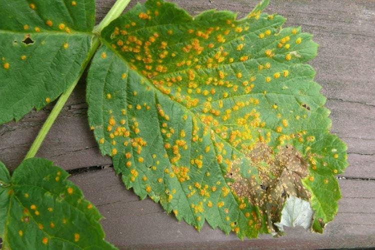 Rouille - Maladies des framboises, description avec photos et traitement