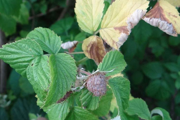 Tache annulaire - Maladies de la framboise, description avec photos et traitement