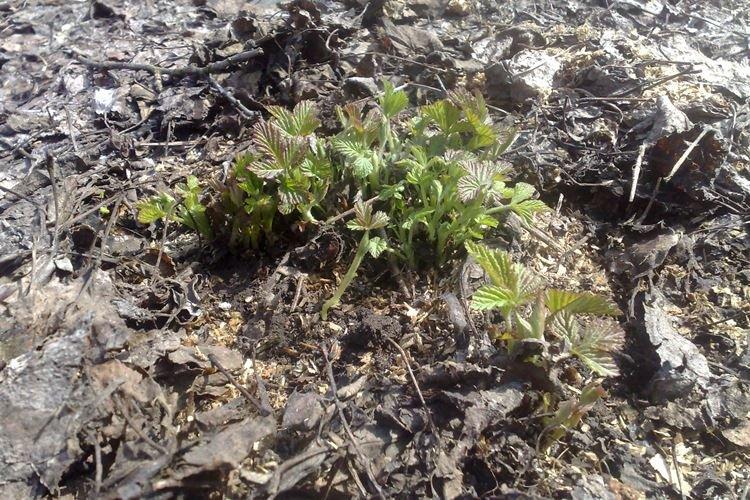 Nanisme - Maladies des framboises, description avec photos et traitement