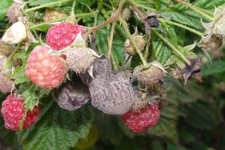 Pourriture grise - Maladies du framboisier, description avec photos et traitement