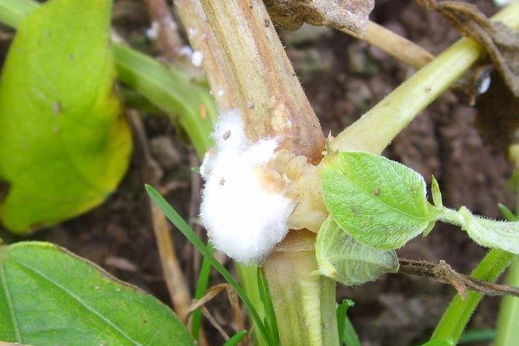 Sclerotinia - Maladies des concombres, description avec photos et traitement