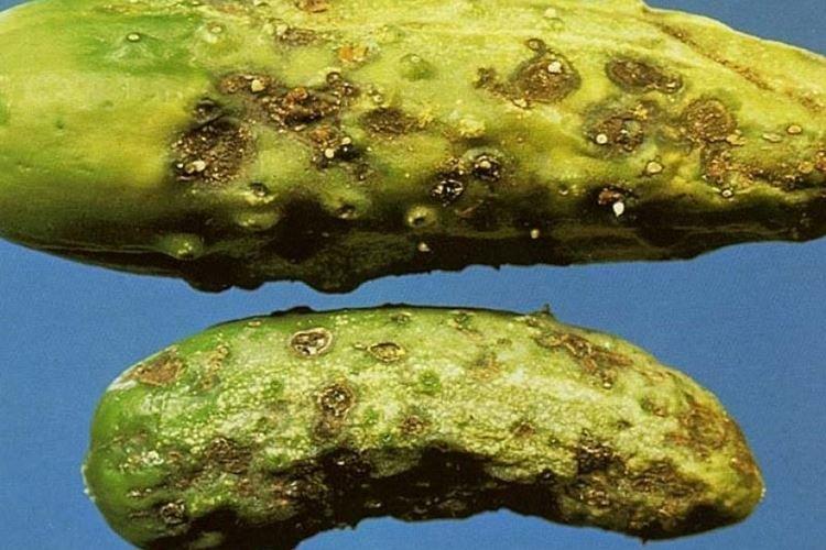 Cladosporiose - Maladies des concombres, description avec photos et traitement