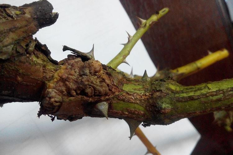 Cancer de la tige - Maladies des roses, description avec photos et traitement