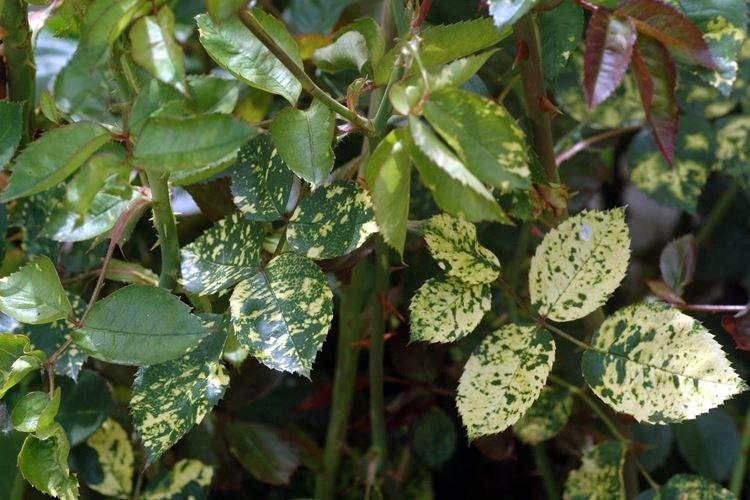Mosaïque - Maladies des roses, description avec photos et traitement