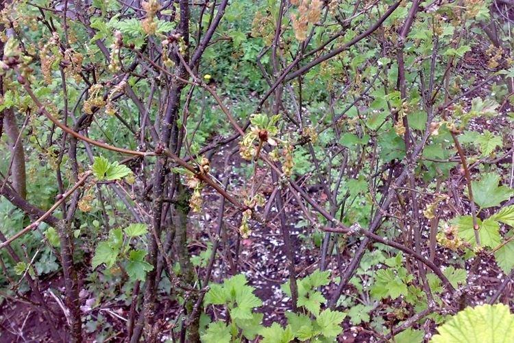 Séchage nectrique - Maladies de la groseille, description avec photos et traitement