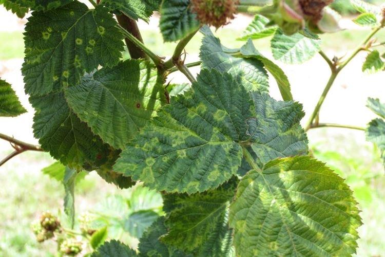 Mosaïque rayée - Maladies de la groseille, description avec photos et traitement