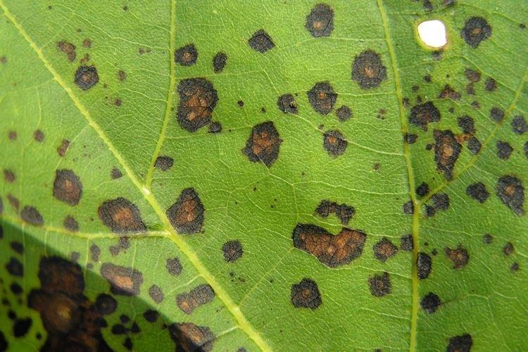 Septoria - Maladies du cassis, description avec photo et traitement