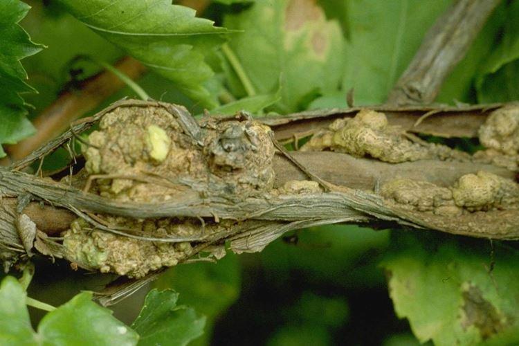 Cancer bactérien - Maladies du raisin, description avec photos et traitement