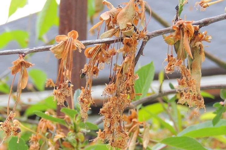Moniliose - Maladies des cerises, description avec photos et traitement