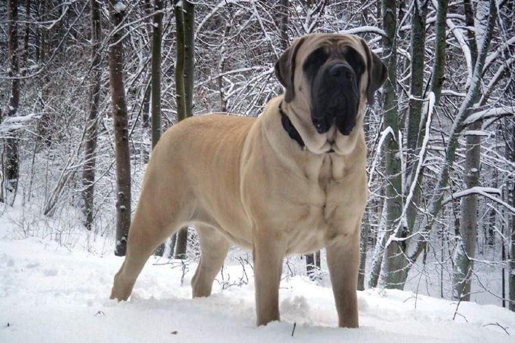 Mastiff anglais - Grandes races de chiens