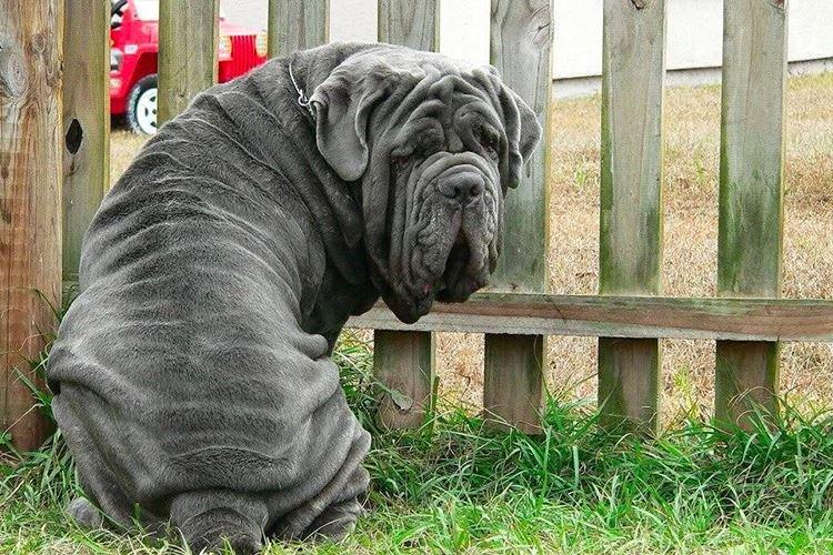 Mâtin napolitain - Grandes races de chiens