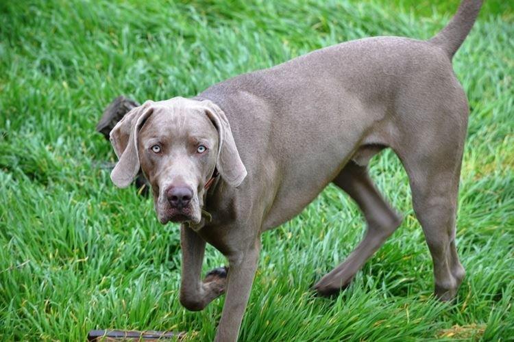 Braque de Weimar - Grandes races de chiens