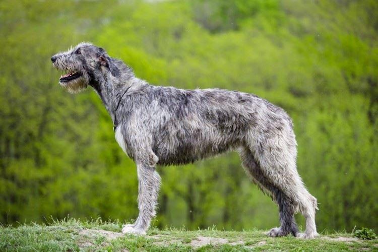 Irish Wolfhound - Grandes races de chiens