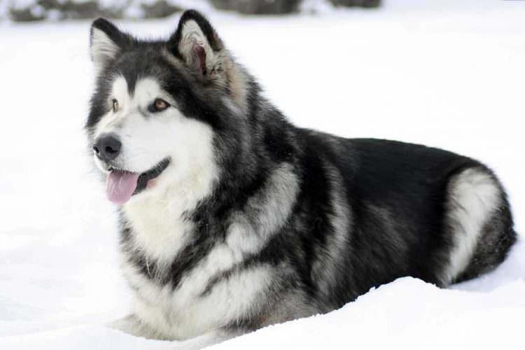 Malamute d'Alaska - Grandes races de chiens