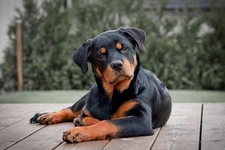 Rottweiler - Grandes races de chiens