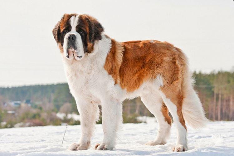 Saint Bernard - Grandes races de chiens