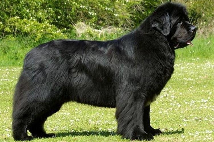 Terre-Neuve - Grandes races de chiens