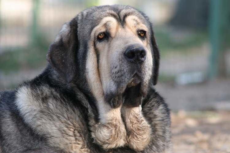 Mastiff espagnol - Grandes races de chiens
