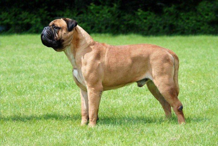 Bullmastiff - Grandes races de chiens