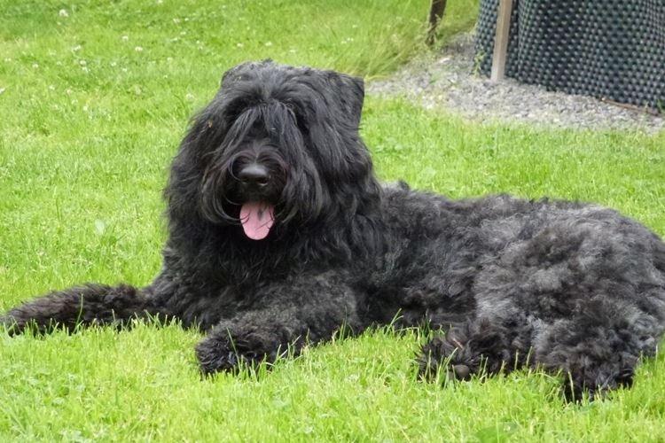 Bouvier Flandre - Grandes races de chiens