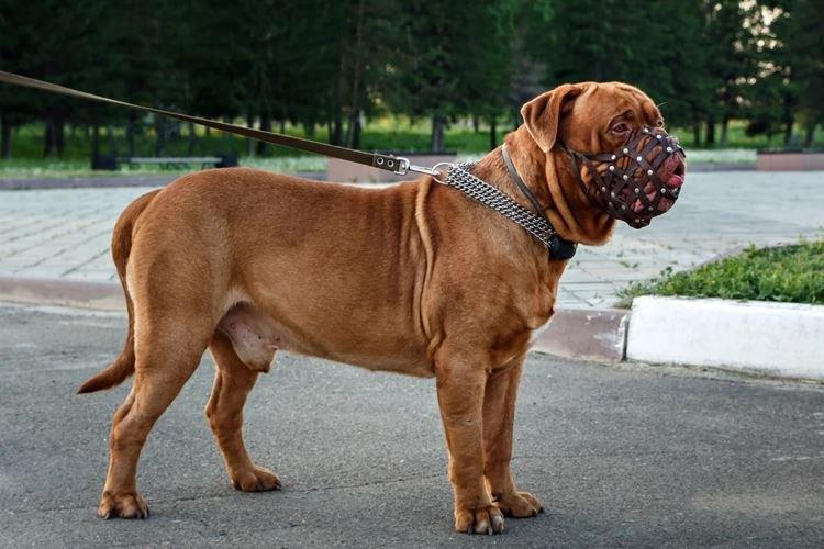 Dogue de Bordeaux - Grandes races de chiens