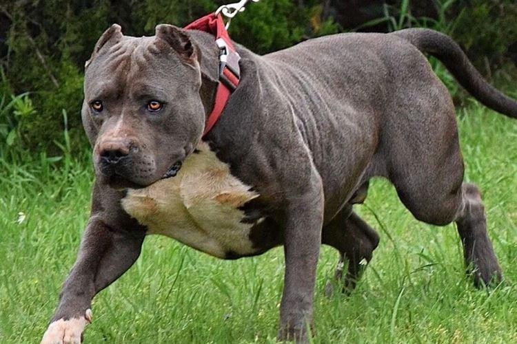 American Bandog - Grandes races de chiens