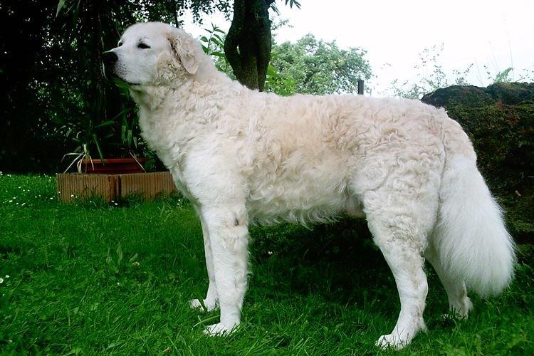 Kuvasz - Grandes races de chiens