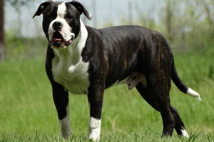 American Bulldog Ambul - Races de chiens de combat