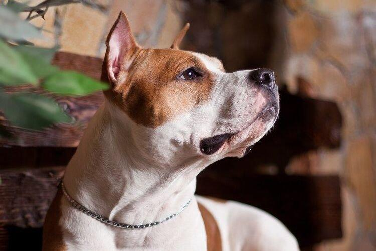 American Staffordshire Terrier, Amstaff - Races de chiens de combat