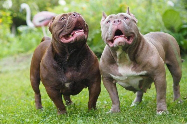 Bullipit, American Bully - Races de chiens de combat
