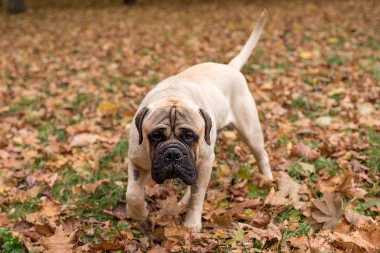 Bullmastiff - Races de chiens de combat