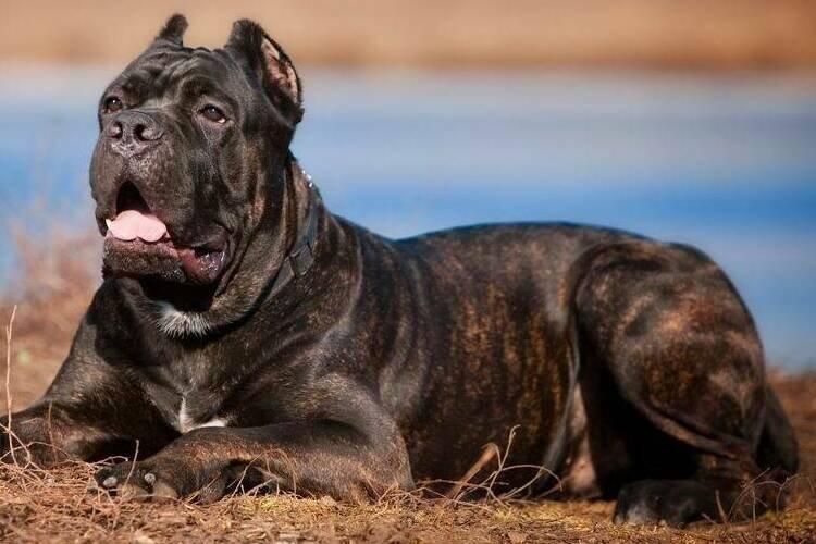 Cane Corso - Races de chiens de combat
