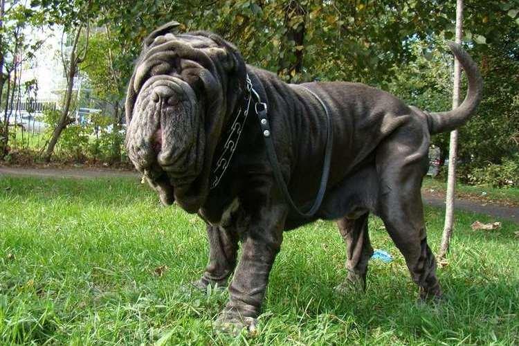 Mâtin napolitain - Races de chiens de combat