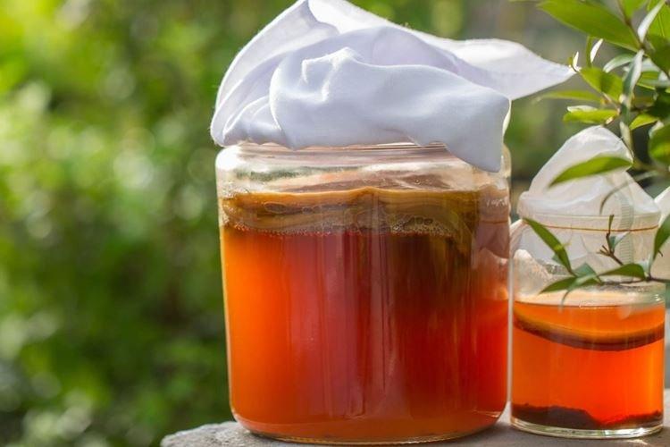 Kombucha - Propriétés utiles