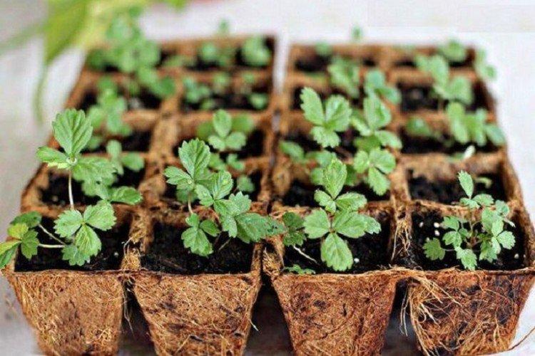 Ai-je besoin d'être nourri et ce qui manque - Comment nourrir les fraises