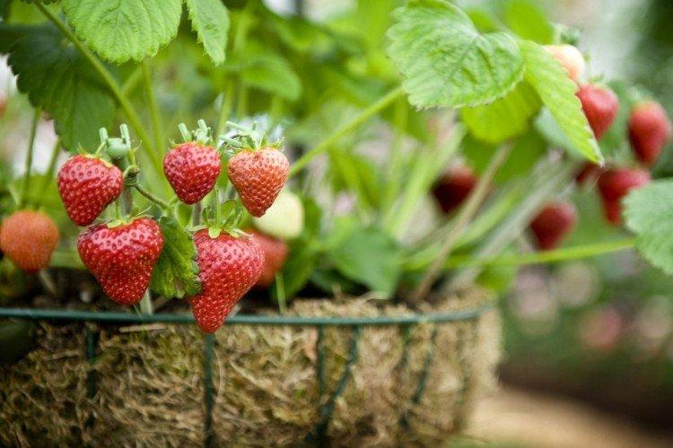 Ai-je besoin d'être nourri et ce qui manque - Comment nourrir les fraises