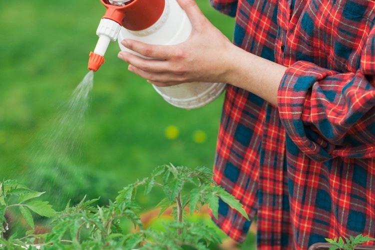 Top dressing avec de l'ammoniaque - Comment nourrir les framboises au printemps