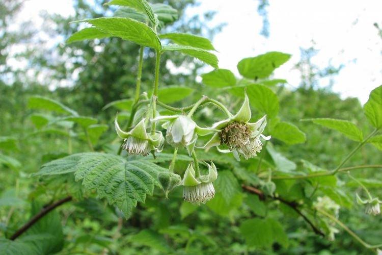 Pendant le bourgeonnement - Comment nourrir les framboises au printemps pour une bonne récolte