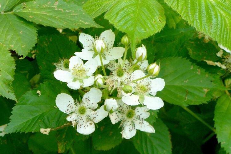Pendant la floraison - Comment nourrir les framboises au printemps pour une bonne récolte