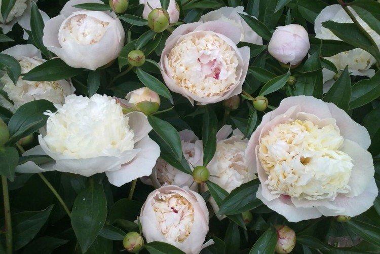 Alimentation printanière des pivoines de plus de 2 ans