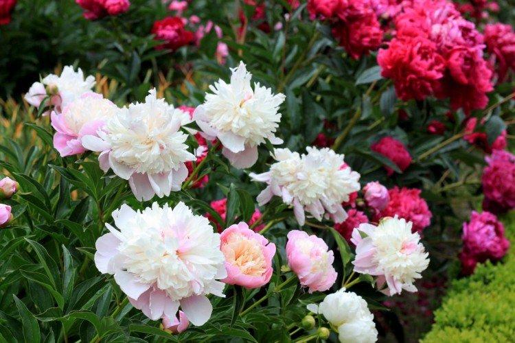 Ai-je besoin de nourriture et ce qui manque - comment nourrir les pivoines au printemps