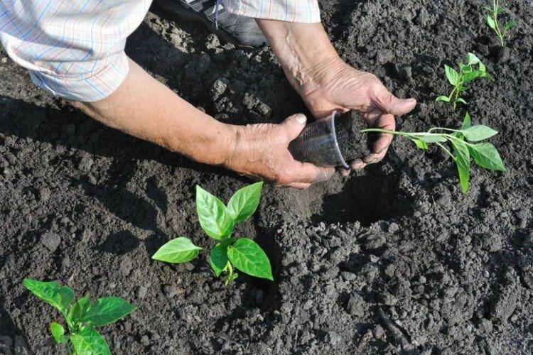 Ai-je besoin d'être nourri et ce qui manque - Comment nourrir les plants de poivron