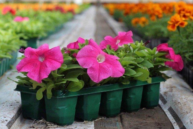 Ai-je besoin de nourriture et ce qui manque - Comment nourrir les semis de pétunia