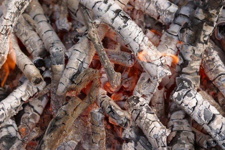 Nourrir les semis de pétunia avec de la cendre