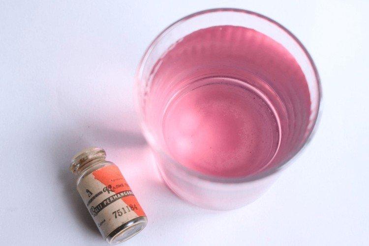 Top dressing des semis de pétunia avec du permanganate de potassium